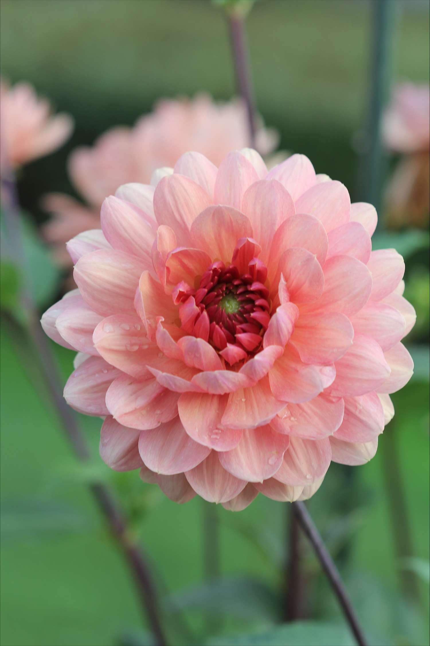 Dahlie ‘Château de la Bourdaisière’
